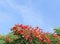 Royal Poinciana Tree 1