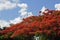 Royal Poinciana Tree