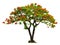 Royal Poinciana tree with red flower