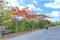 Royal Poinciana trees blooming along  road