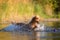 Royal poodle playing in a lake