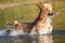 Royal poodle swims in a lake