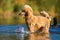 Royal poodles playing in a lake