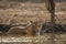 A royal pose by a mal tiger cub at Ranthambore National Park