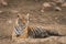 A royal pose by a tigress at Ranthambore National Park