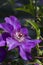 Royal Purple Jackmanii Clematis Vine