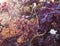 Royal Purple shrub with dark violet leaves close-up