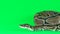 Royal Python or Python regius against a green background at studio. Slow motion