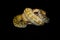 The Royal python Python regius, also the ball python, a group of females on a dark background. Four female pythons in one clump