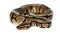 Royal python, Python regius, isolated