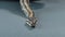 Royal Python or Python regius on wooden snag at black background. Close up. Slow motion