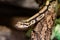 Royal python snake. Reptile and reptiles. Amphibian and Amphibians. Tropical fauna. Wildlife and zoology