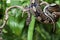 Royal Python snake on a wooden branch