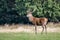 A royal red deer stag