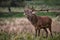 Royal red deer stag