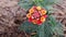 Royal red lantana camara flower and green leaves in the garden