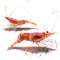 Royal Red Shrimp, pleoticus robustus, fire cherry shrimp or blood red shrim, seafood, isolated, hand drawn watercolor