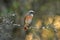 royal redstart observes on a twig