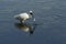 Royal Spoonbill