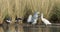 Royal spoonbill with chick