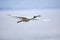 Royal spoonbill in flight, Taiaroa Head, Otago Peninsula, New Zealand