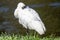 Royal Spoonbill Native to Australasia