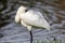 Royal Spoonbill Native to Australasia