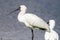 Royal Spoonbill Native to Australasia