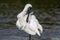 Royal Spoonbill Native to Australasia