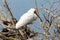 Royal Spoonbill Native to Australasia