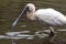 Royal spoonbill (Platalea regia)