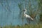 Royal spoonbill in swamp