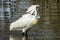 Royal Spoonbill in Victoria, Australia