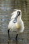 Royal Spoonbill in Victoria, Australia