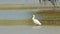 Royal spoonbill wading at bird billabong