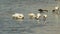 Royal spoonbills at bird billabong in mary river national park