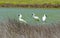 Royal Spoonbills, Platalea regia, near Napier, New Zealand.