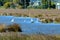 Royal Spoonbills, Platalea regia, in a wetlands