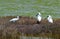 Royal Spoonbills, Platalea regia, in a wetlands
