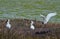 Royal Spoonbills in a wetlands