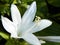 Royal Standard Hosta white flower