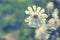 Royal star magnolia Magnolia Stellata on blurred background.