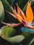 Royal Strelitzia. Exotic orange tropic flower.