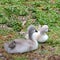 Royal Swan babies