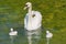 Royal swan with small