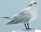 Royal tern