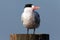 Royal Tern