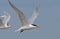 Royal Tern