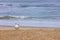 Royal Tern along Florida coastline