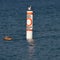 A Royal Tern On Beach Buoy